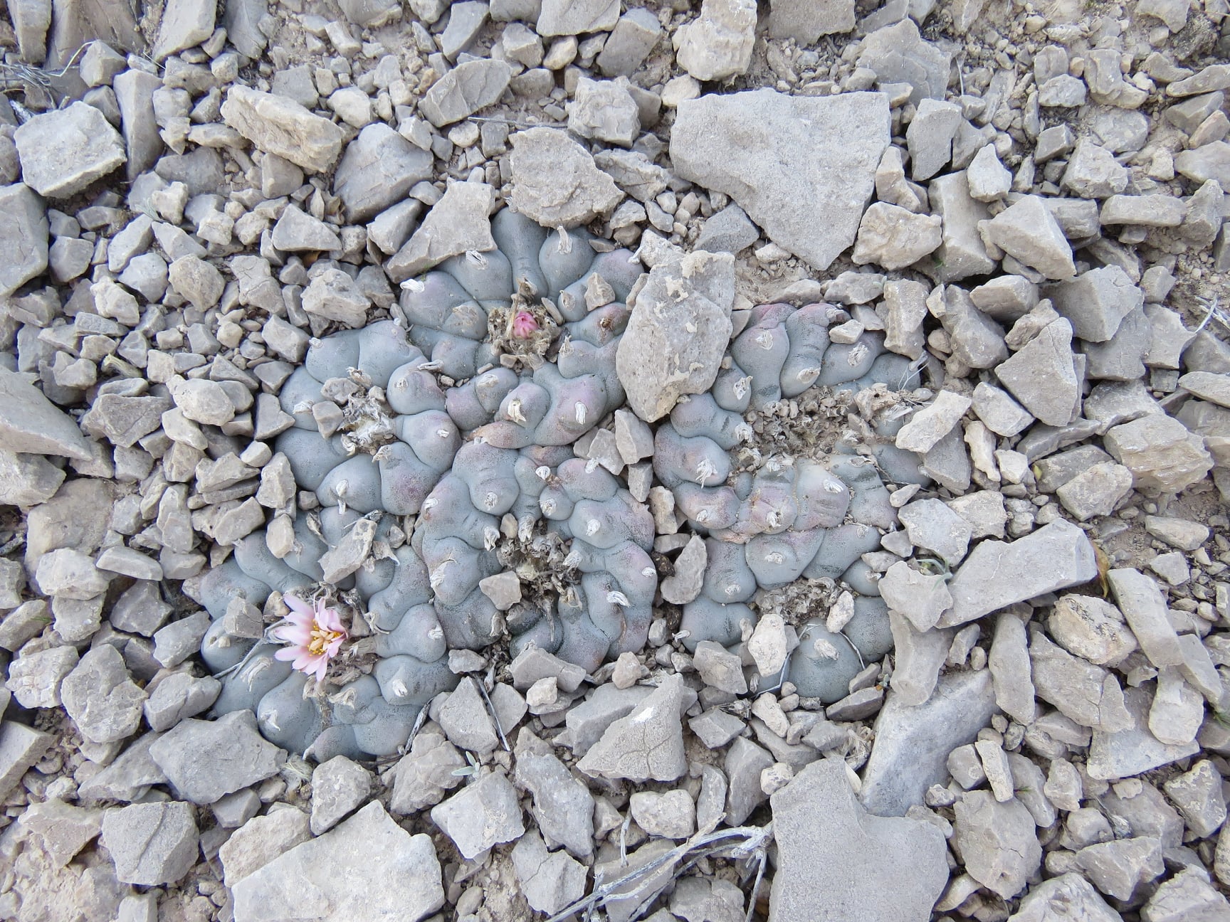 Peyote (Lophophora williamsii): Botany, Ecology, and Conservation of the World’s Most Protected Cactus
