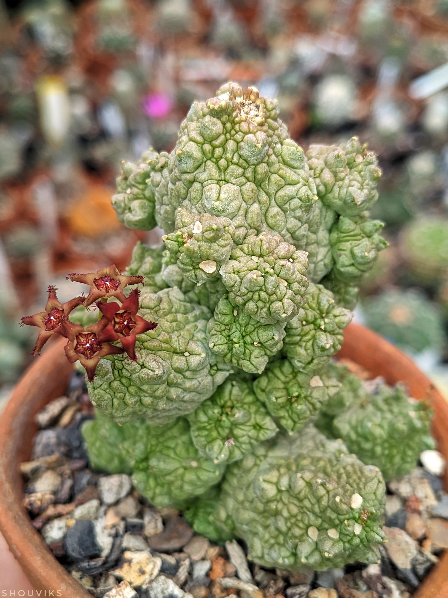 Pseudolithos caput-viperae showing the multi-stemmed branching clump with irregular knobbly tuberculation in olive-green and brownish tones, the snake-scale texture giving the species its name.