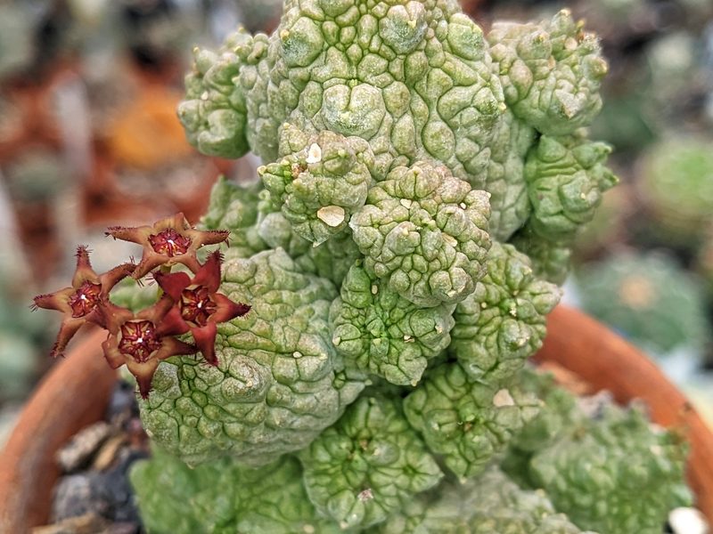 Pseudolithos caput-viperae
