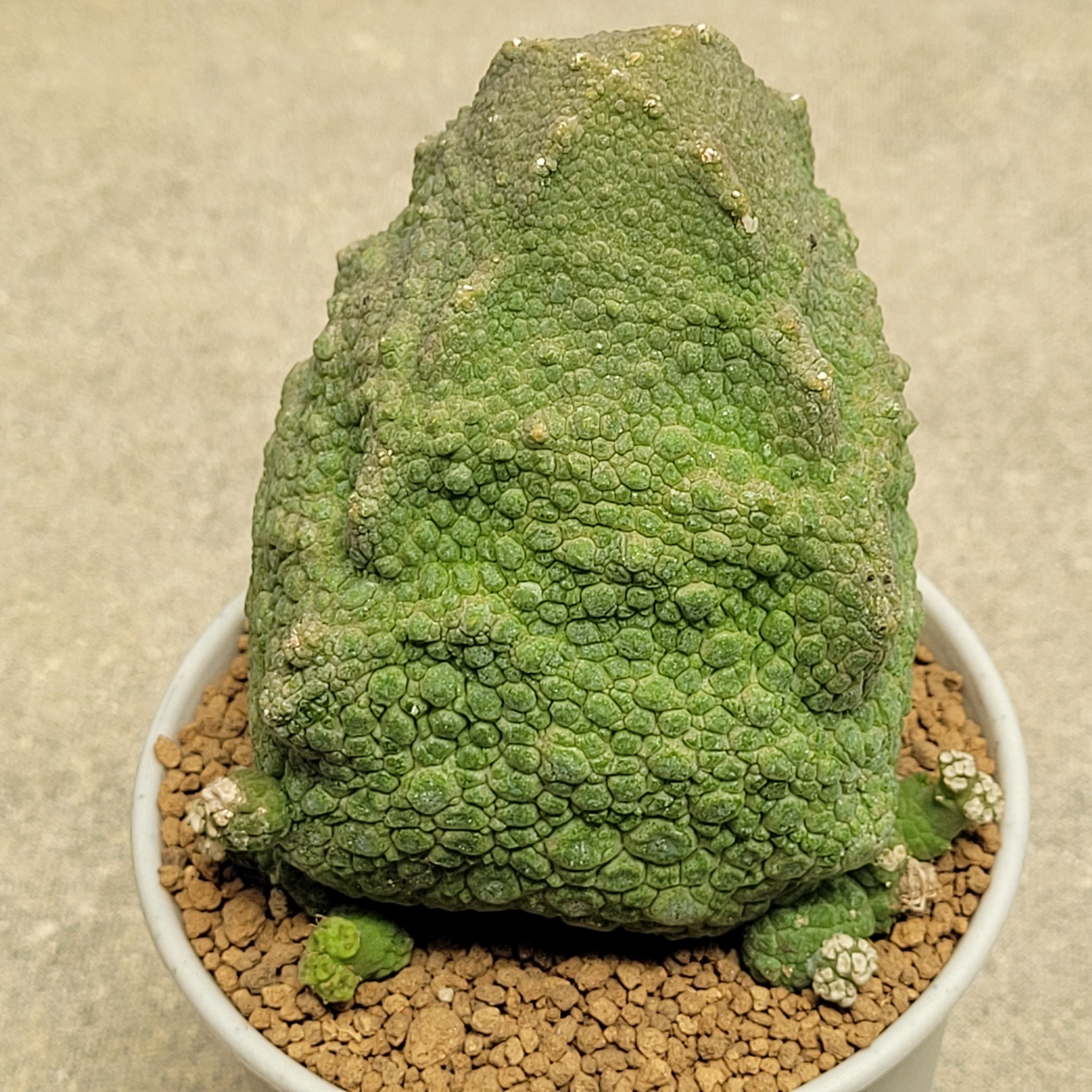 Pseudolithos cubiformis showing the large, distinctly four-sided cubic body with angular corners and flat faces, grey-green tessellated stem surface.