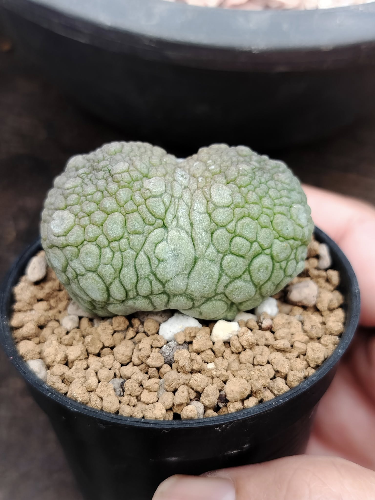 Pseudolithos migiurtinus showing the smaller, more rounded pebble-like body without the pronounced angular corners that define cubiformis.