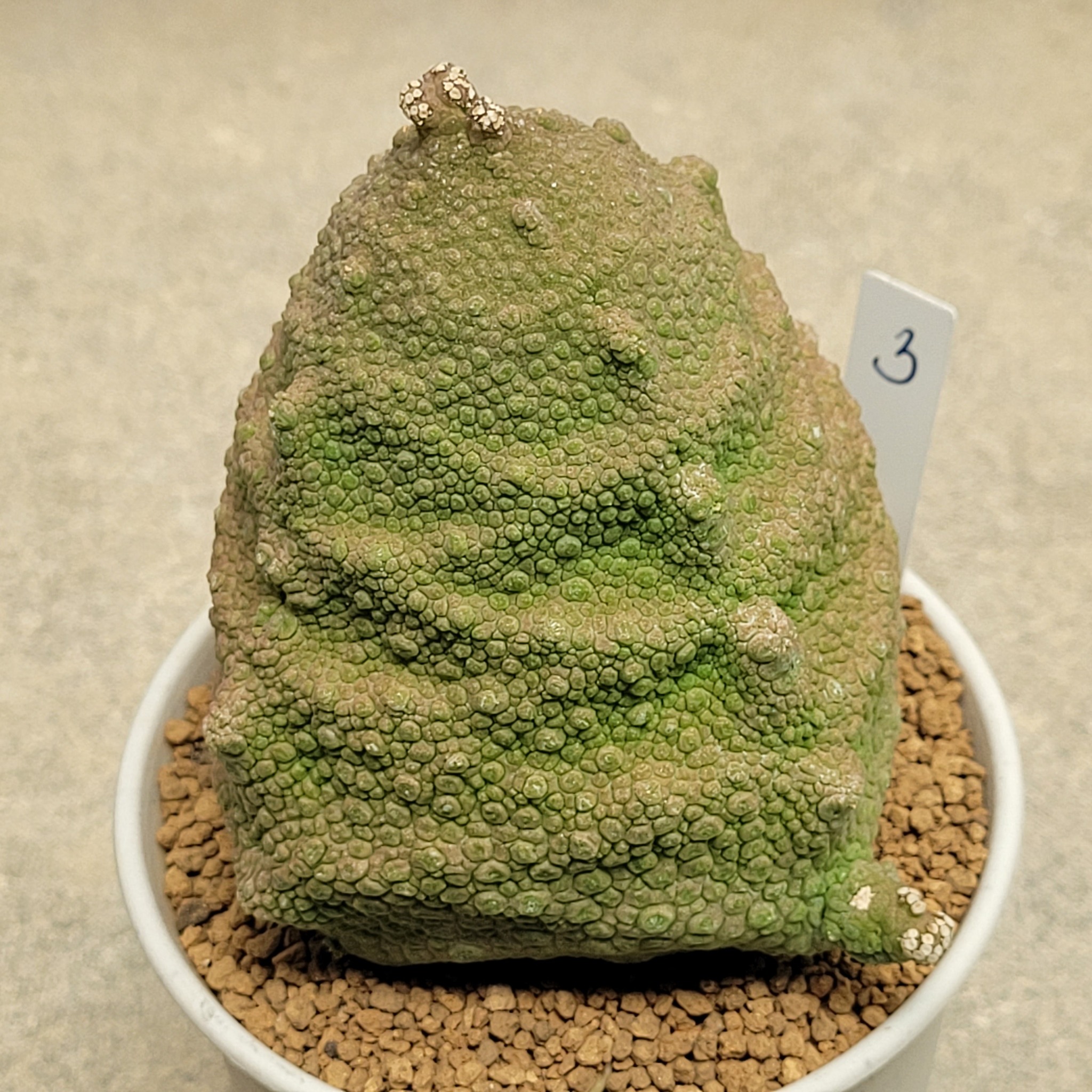 Mature Pseudolithos cubiformis specimen showing four-cornered tessellated body in cultivation