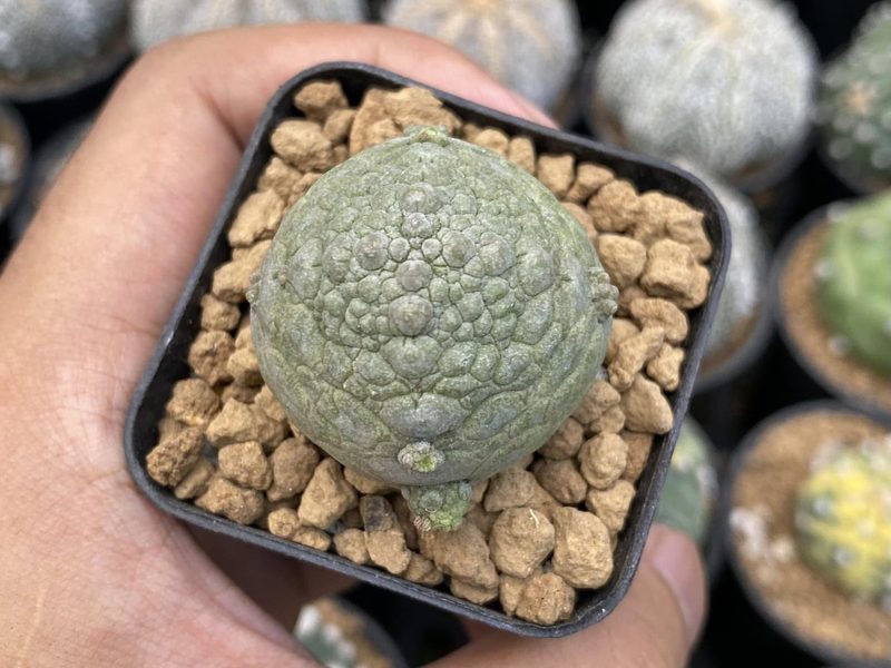 Pseudolithos cubiformis