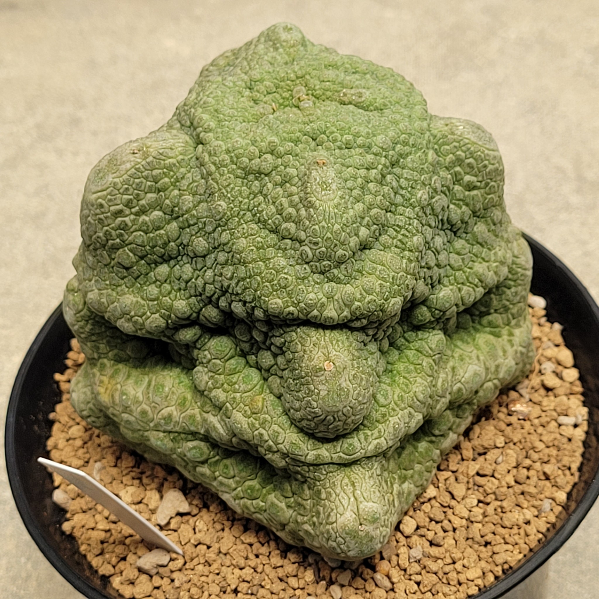 Pseudolithos cubiformis viewed from above showing four-cornered geometry and tessellated surface