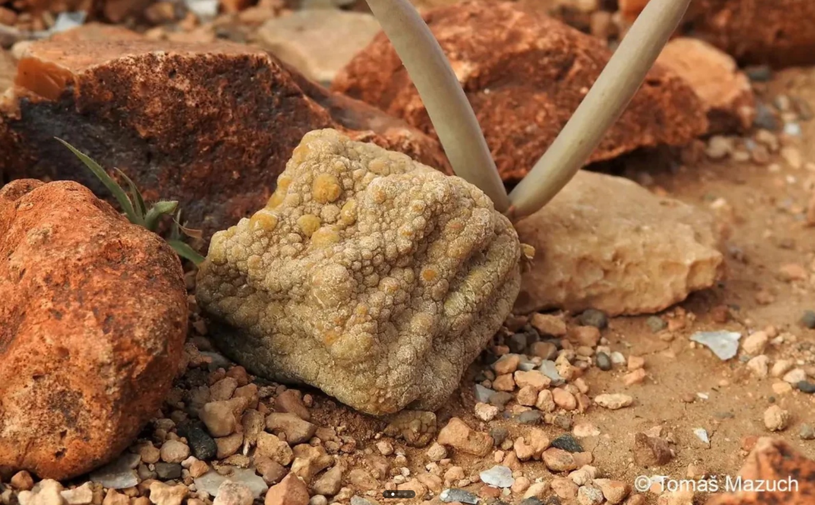 Limestone gravel habitat in Puntland northeastern Somalia where Pseudolithos grows