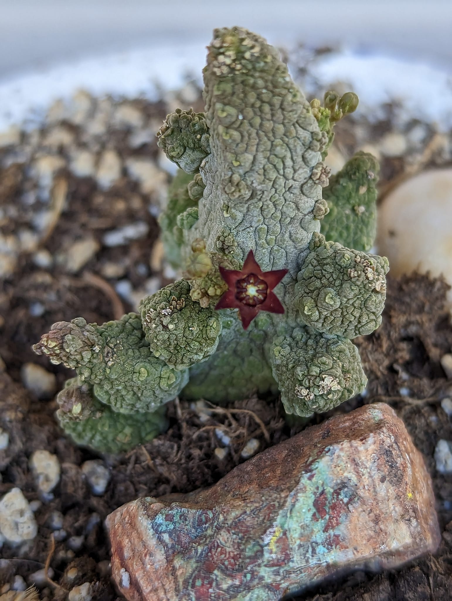 Pseudolithos caput-viperae showing conjoined rounded snake-head bodies with tessellated raised-tubercle surface and greenish-brown scale-like epidermis.