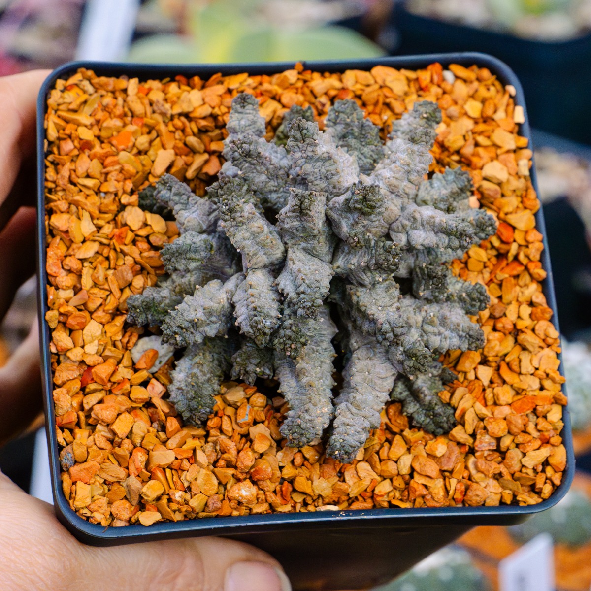 Pseudolithos mccoyi showing the freely-branching habit with slender quadrangular finger-like stems, dark grey-brown wrinkled surface, and prominent triangular podaria at the stem corners.