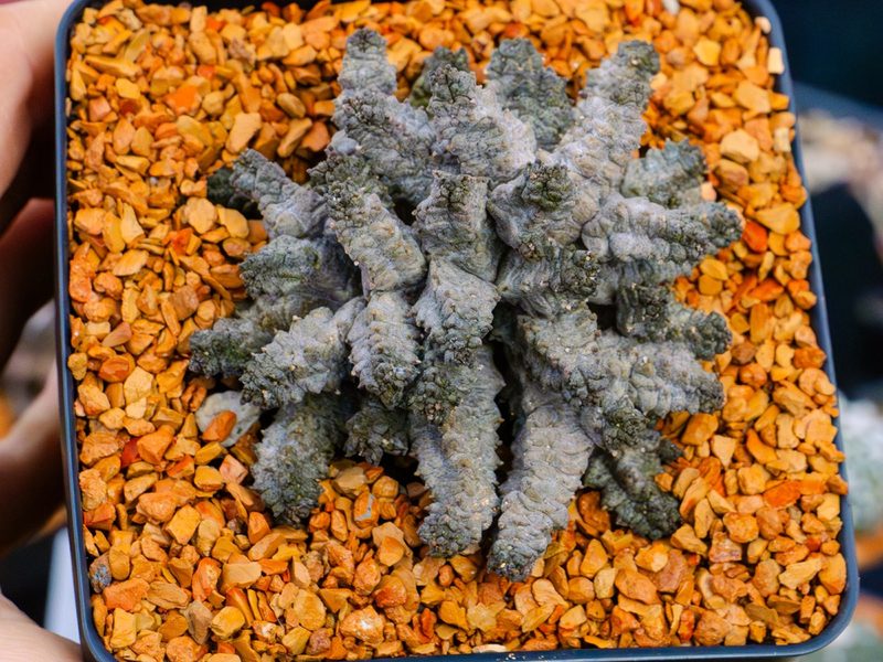 Pseudolithos mccoyi