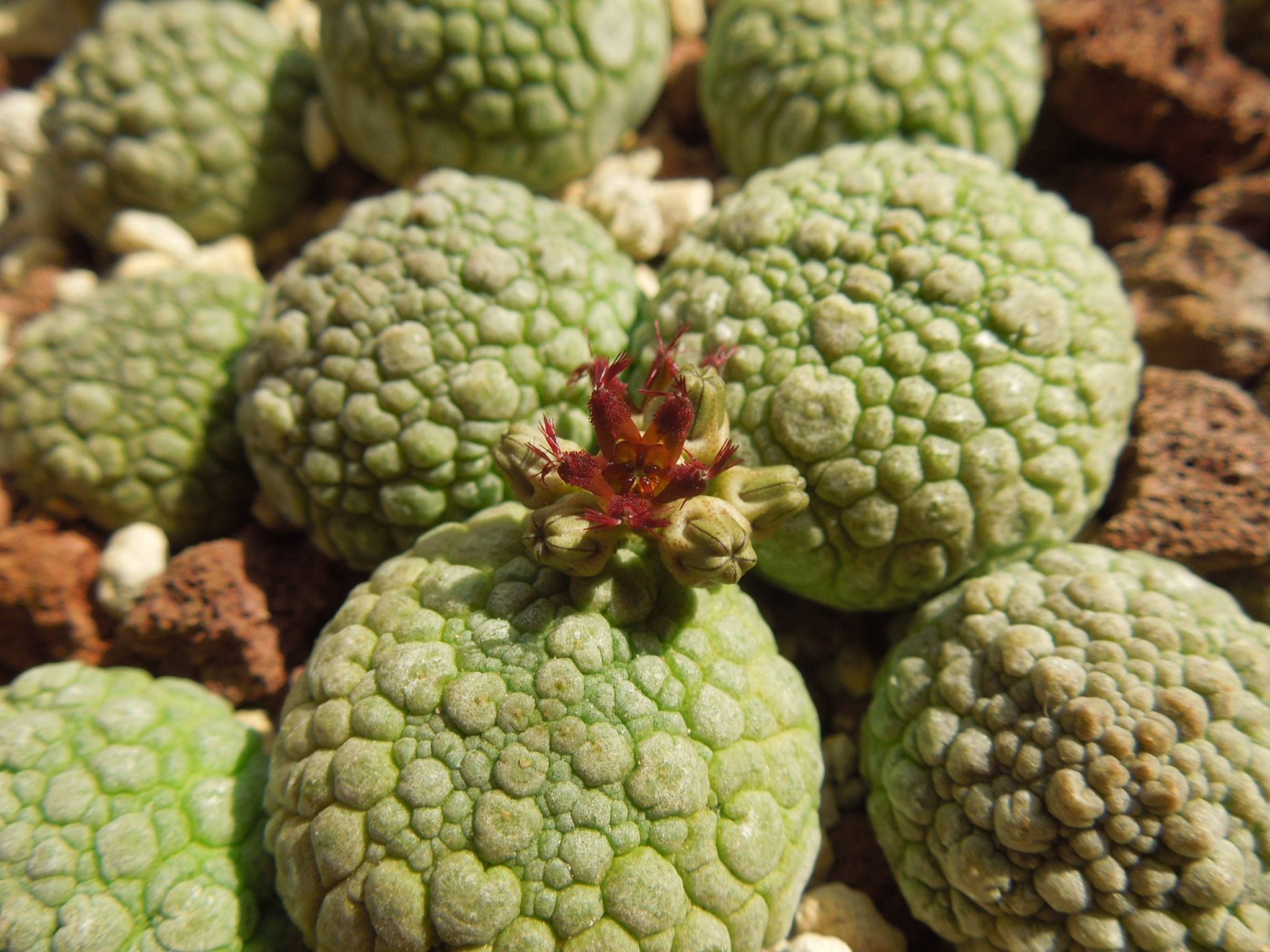 Pseudolithos migiurtinus flower cluster showing dark maroon star-shaped flowers with motile club-shaped cilia