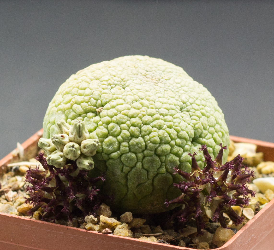 Pseudolithos migiurtinus, rounded pebble mimic Pseudolithos migiurtinus cultivated specimen showing the rounded oval tessellated body in olive-green coloration, with low knobbly tubercles covering the entire surface and no visible spine structure.