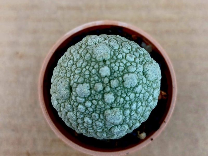 Pseudolithos migiurtinus