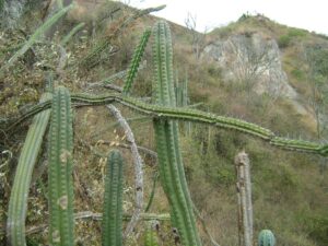 San-Pedro-Kaktus (Trichocereus pachanoi): Der vollständige botanische Leitfaden für Sammler