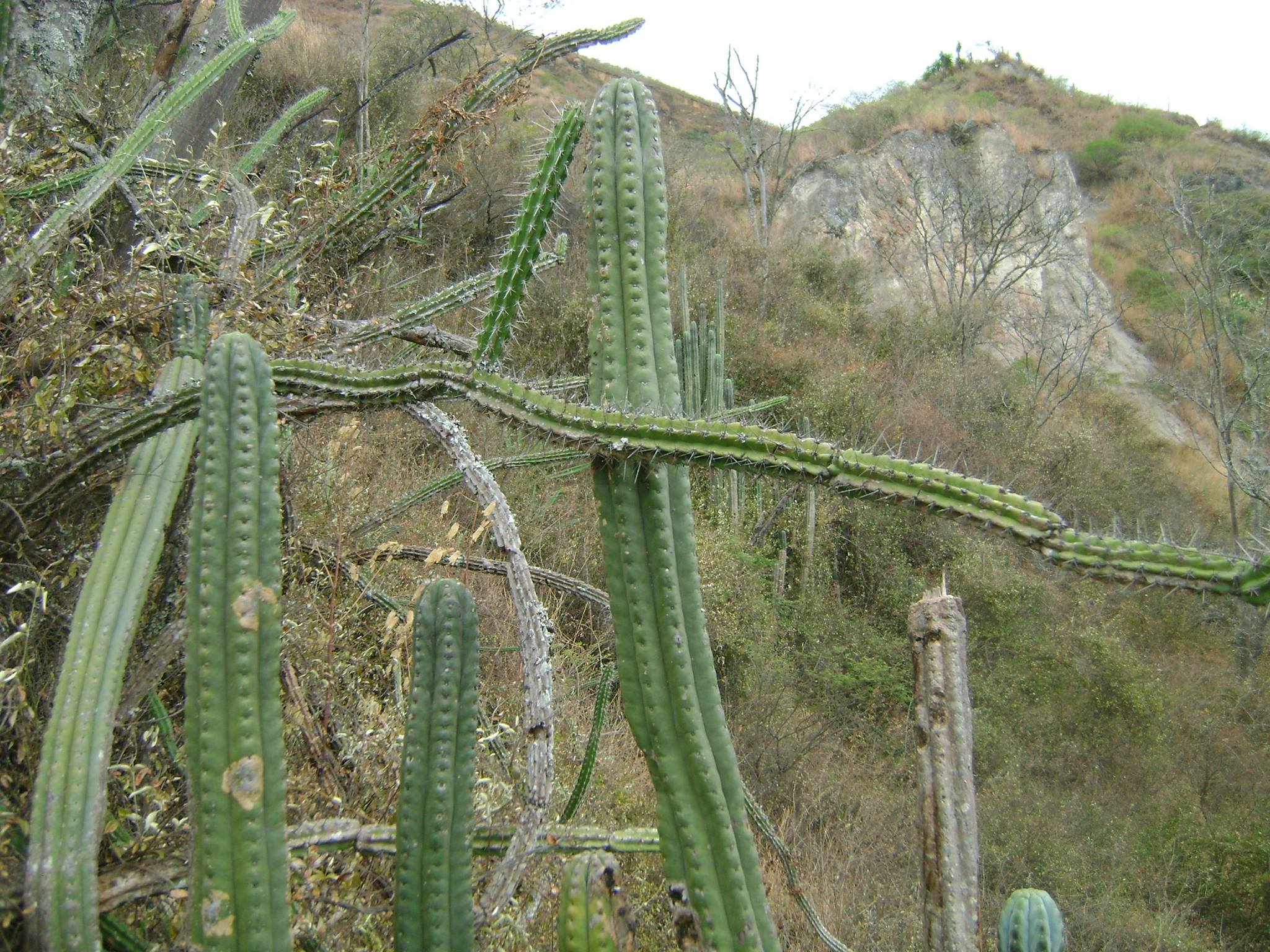 San Pedro Cactus (Trichocereus pachanoi): The Collector’s Complete Botanical Guide