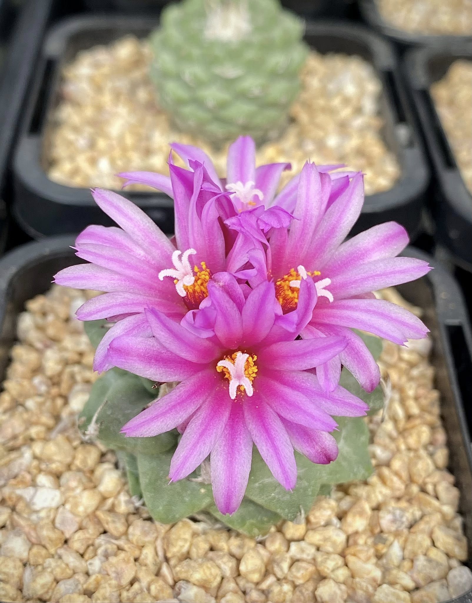 Turbinicarpus alonsoi cultivated specimen Turbinicarpus alonsoi in a deep terracotta container showing the flattened apex just above a mineral limestone-chip substrate, demonstrating the correct pot depth for the elongated buried stem.