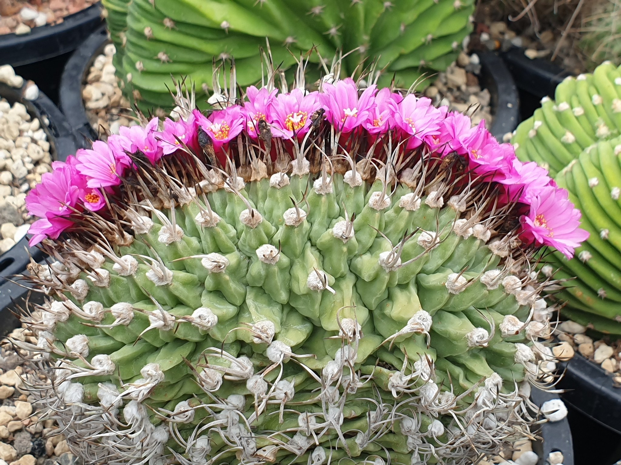 Turbinicarpus alonsoi, mature specimen in cultivation Turbinicarpus alonsoi showing the small flattened globose apex emerging from rocky limestone substrate at Xichu, Guanajuato, Mexico, with grey papery spines and vivid magenta flowers.