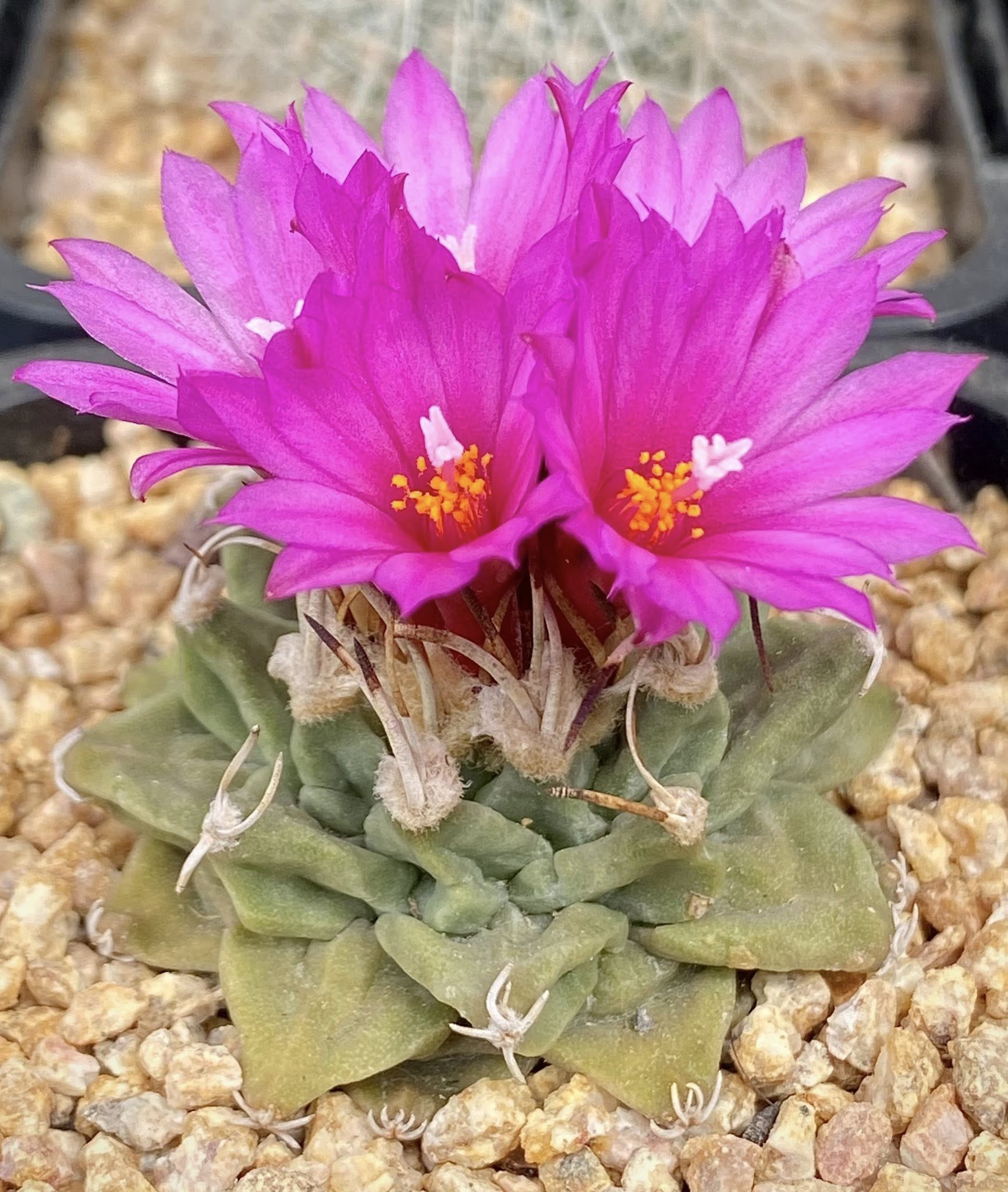 Turbinicarpus alonsoi showing the flattened globose body with grey papery spines and vivid magenta flower.
