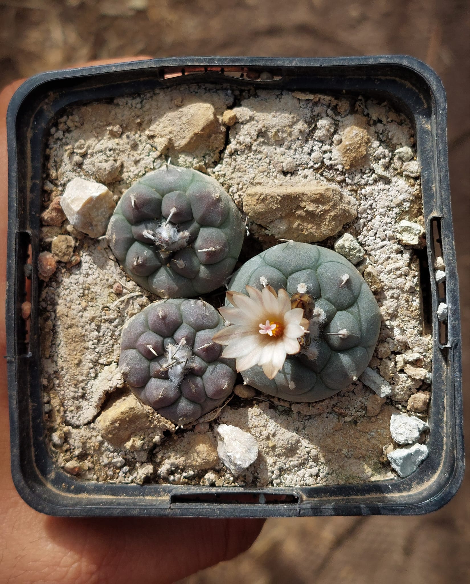 Turbinicarpus schmiedickeanus subsp. jauernigii showing a very flat tiny body with tortuous yellowish spines and creamy-yellow flower.