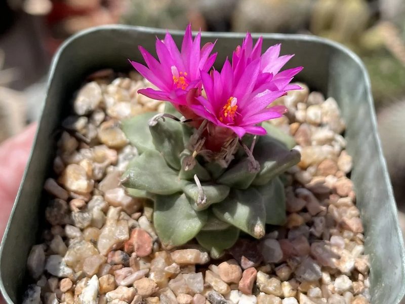 Turbinicarpus alonsoi