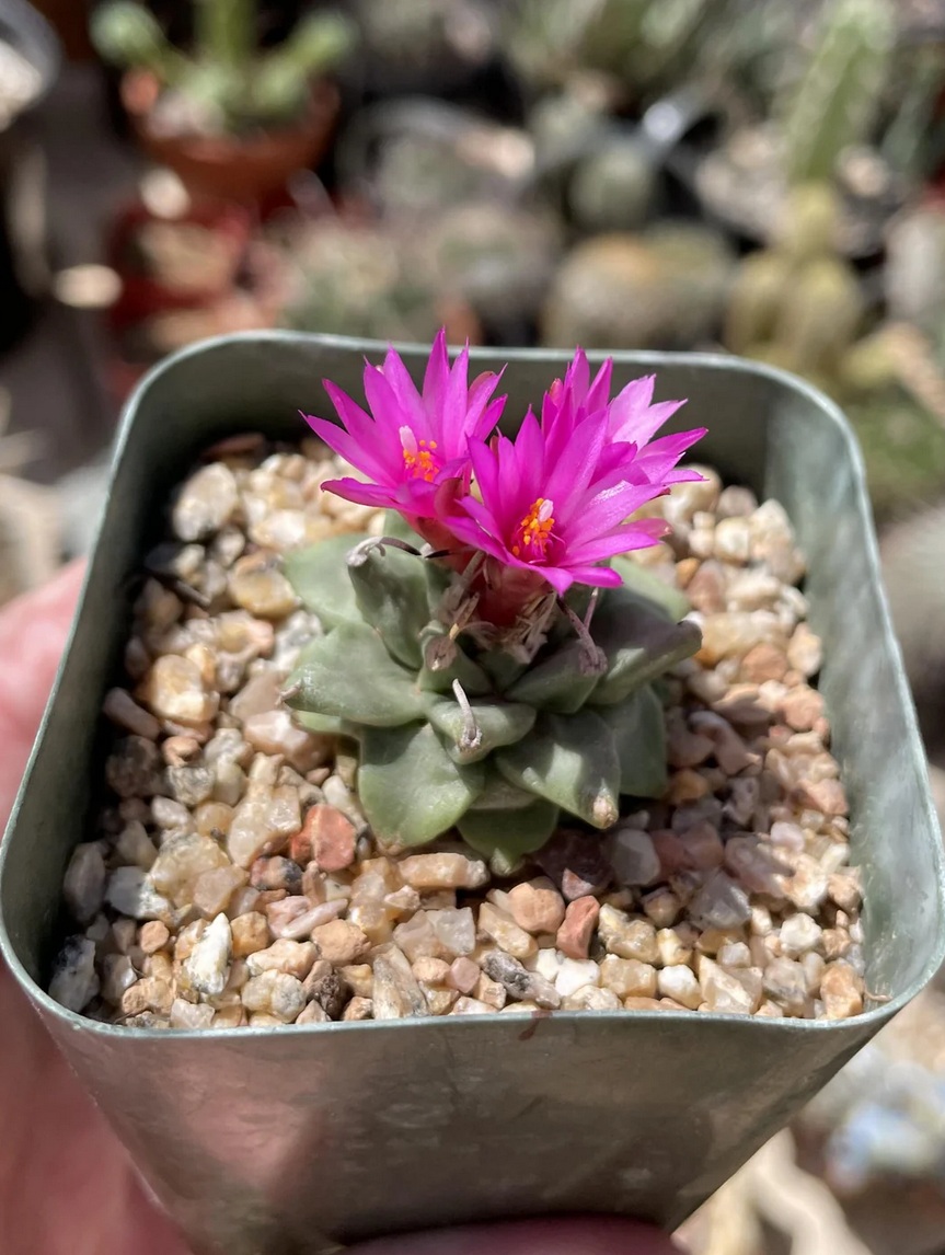 Turbinicarpus alonsoi