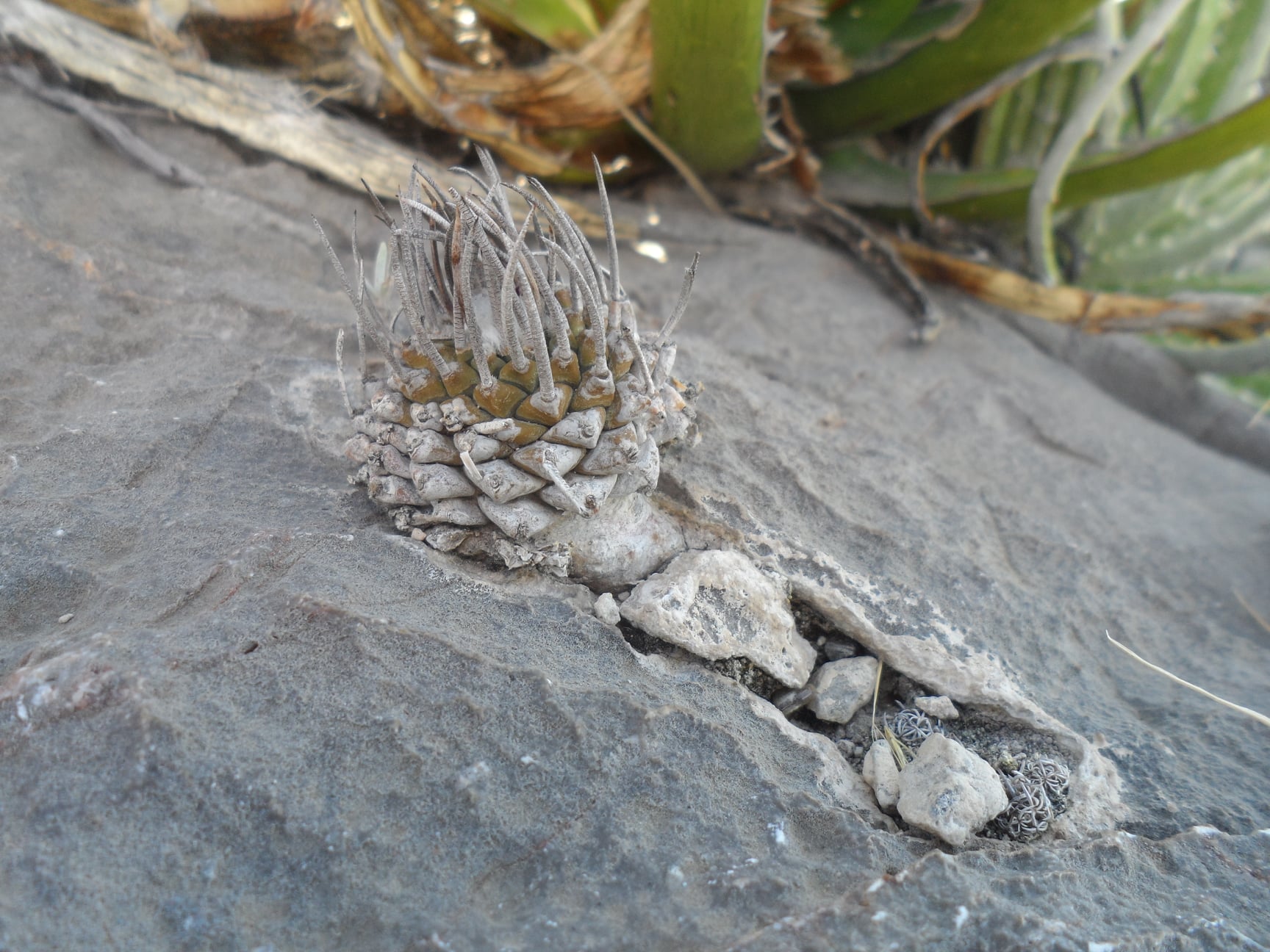 Turbinicarpus boedekerianus, mature cultivated specimen Turbinicarpus boedekerianus showing a flat-topped depressed-globose body with ochraceous waxy tubercles and a single grooved central spine per areole, woolly crown visible.