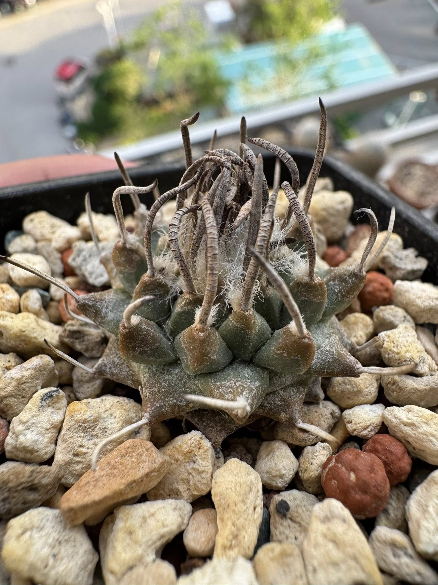 Turbinicarpus boedekerianus showing the flat-topped depressed-globose body with ochraceous waxy tubercles and single central grooved spine per areole.