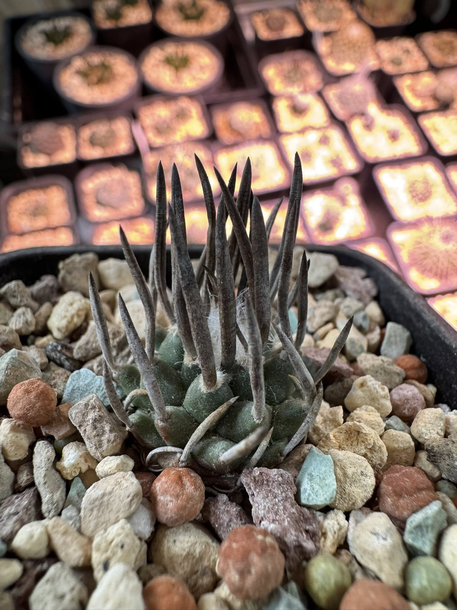 Turbinicarpus schmiedickeanus showing a spherical to slightly depressed body with pyramidal tubercles and two to three spines per areole.