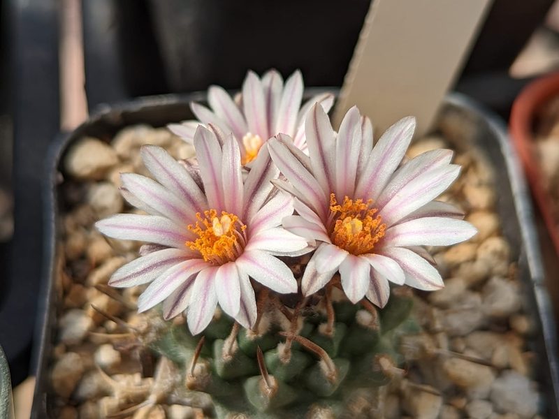 Turbinicarpus boedekerianus