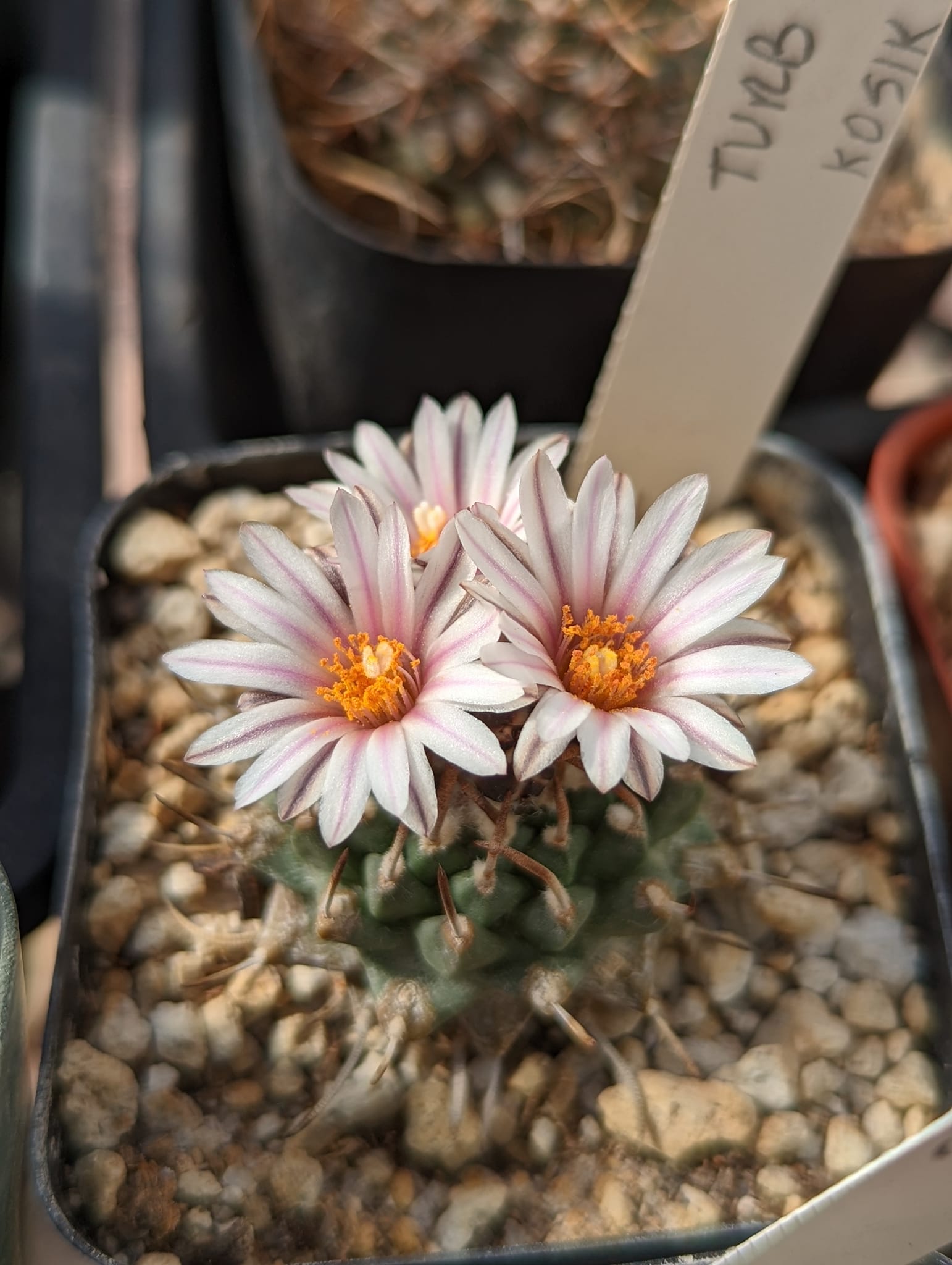 Turbinicarpus boedekerianus