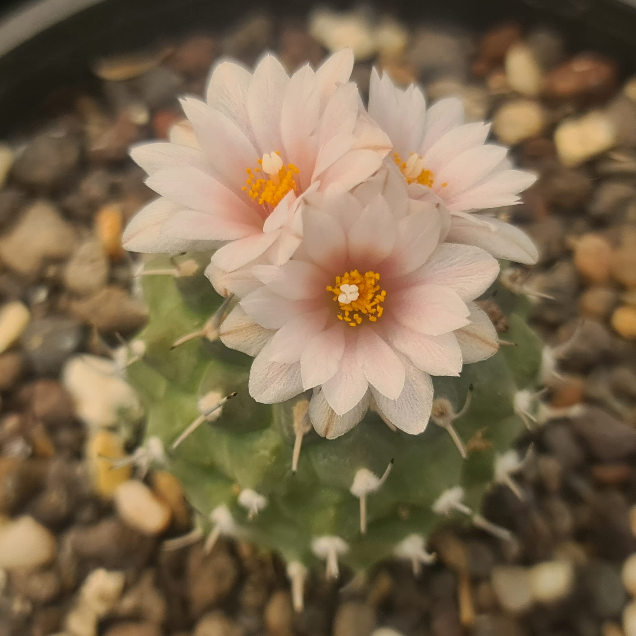 Turbinicarpus lophophoroides in flower Turbinicarpus lophophoroides in bloom showing the large white flower with a pale pink midstripe on inner perianth segments, opening wide relative to the small flat body beneath.