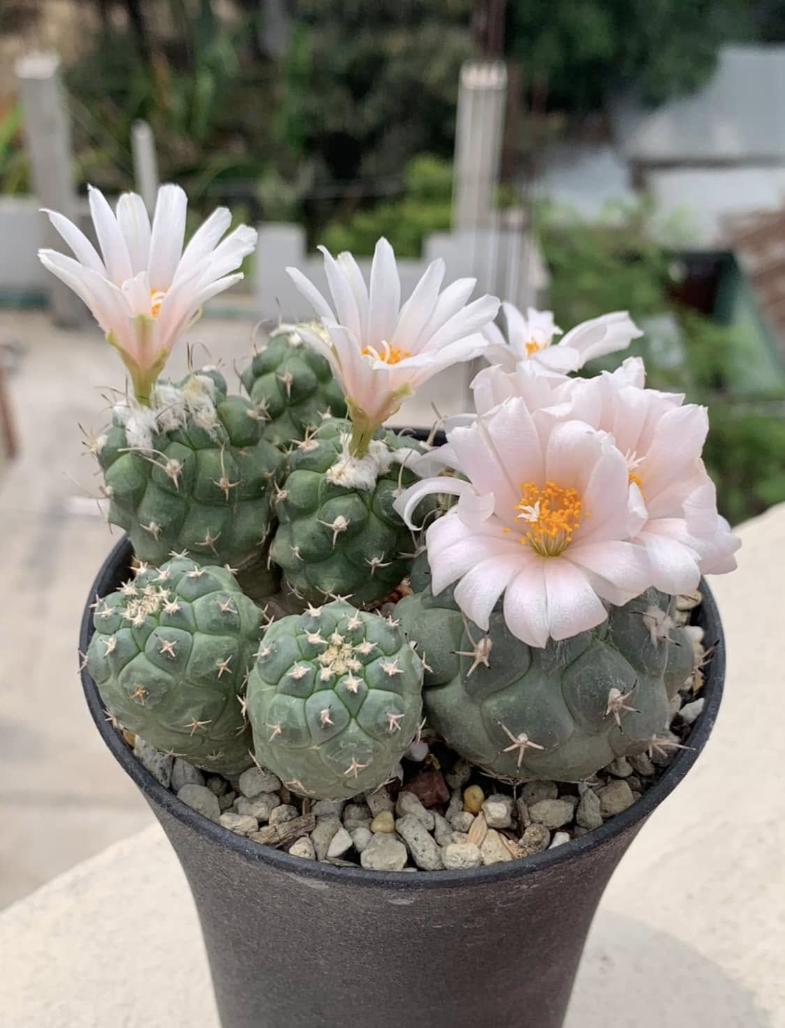Turbinicarpus lophophoroides adult plant showing flat-globose tuberculate body with woolly crown and virtually no spines.