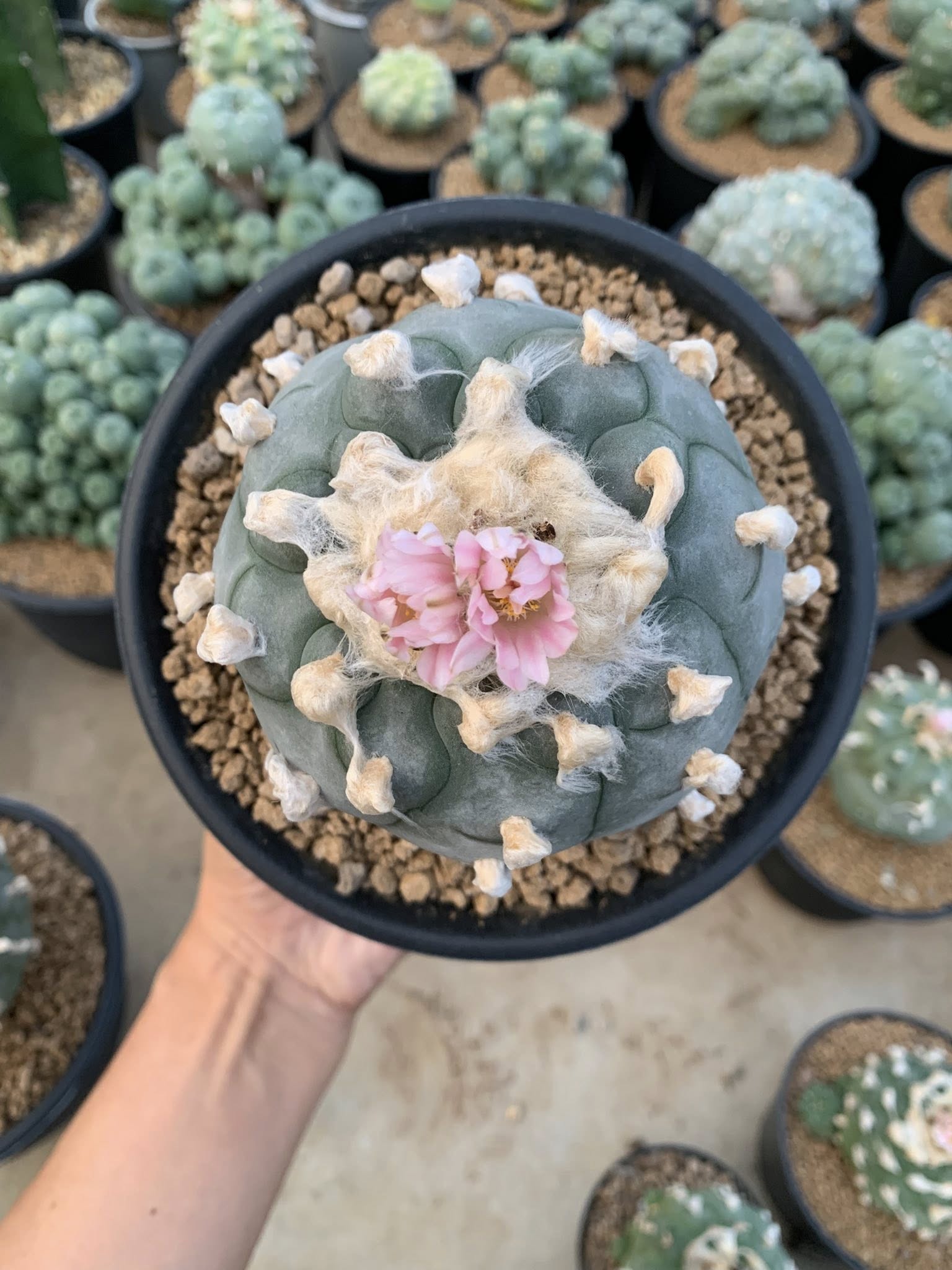 Lophophora williamsii showing broad flat-topped ribbed body with dense central wool and completely spineless areoles at all ages.