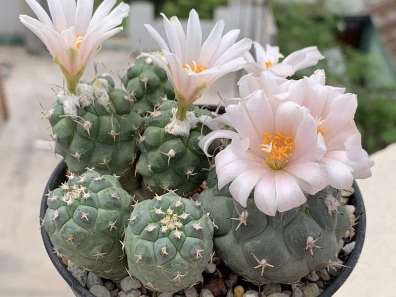 Turbinicarpus lophophoroides