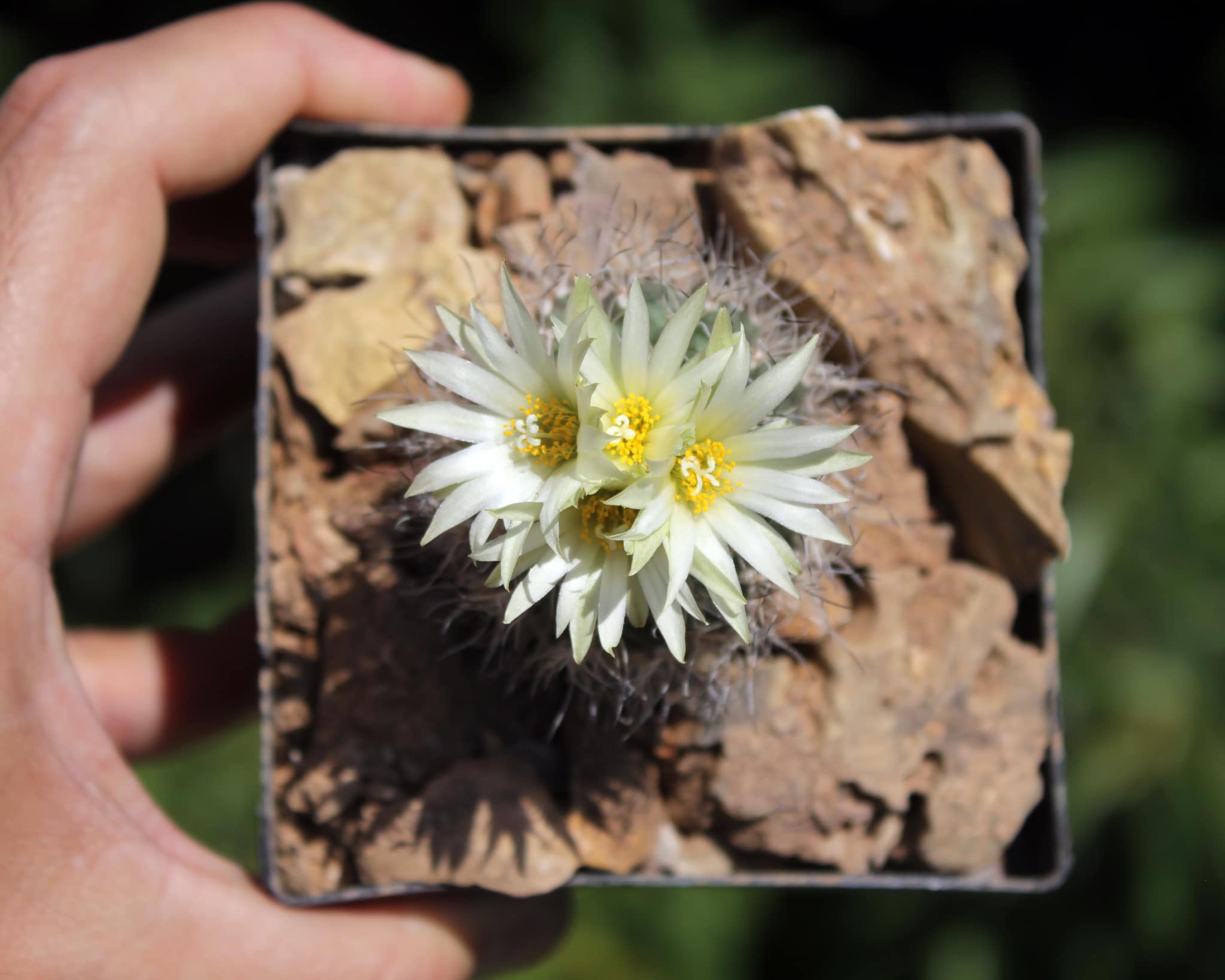 Turbinicarpus pseudomacrochele subsp. krainzianus