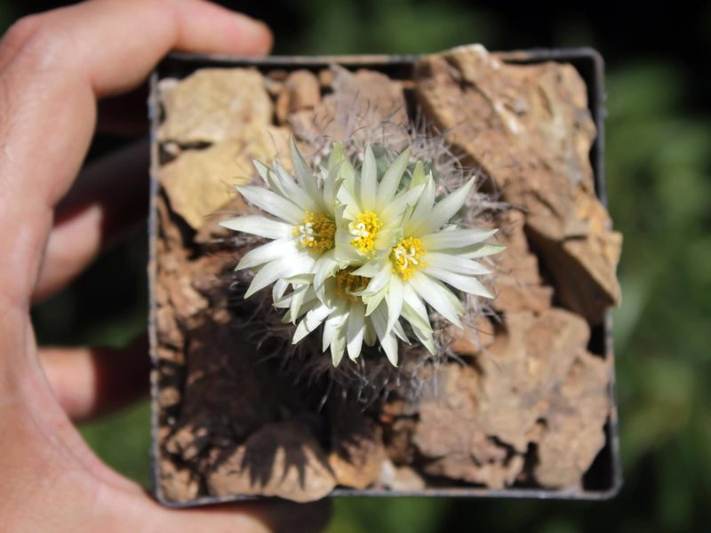 Turbinicarpus pseudomacrochele subsp. krainzianus