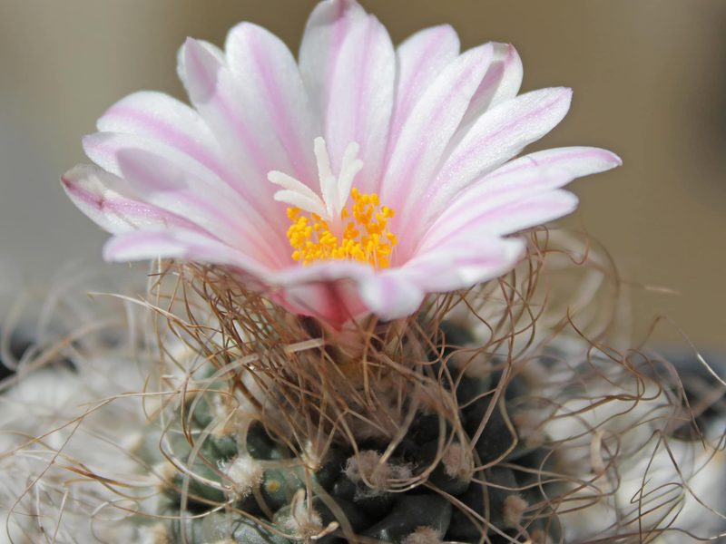 Turbinicarpus pseudomacrochele
