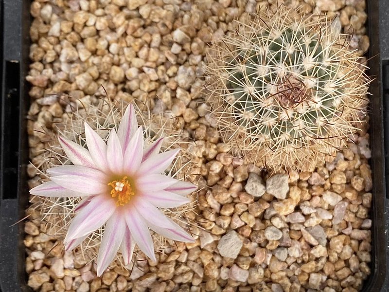 Turbinicarpus saueri