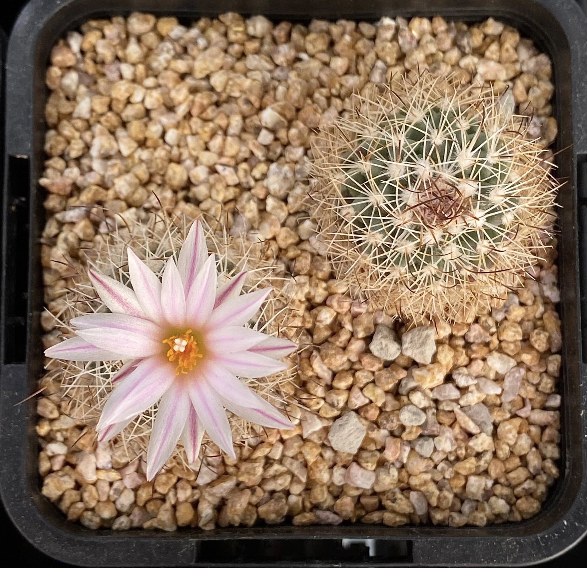 Turbinicarpus saueri