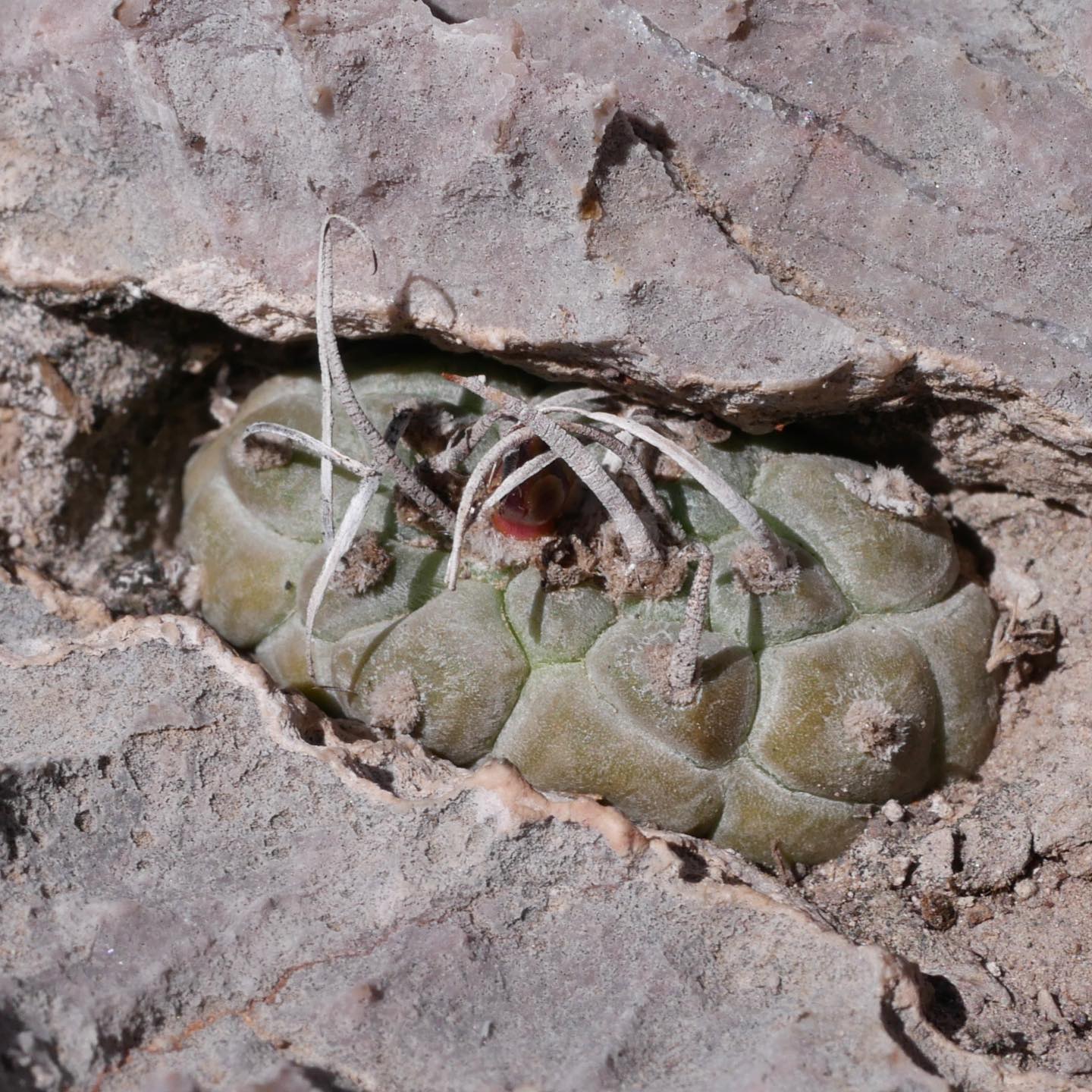 Turbinicarpus schmiedickeanus in limestone crevice
