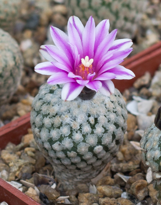 Turbinicarpus valdezianus with apex flower Turbinicarpus valdezianus showing the small globose to short-cylindrical body fully sheathed in white feathery pectinate spines, with a pink flower at the apex.
