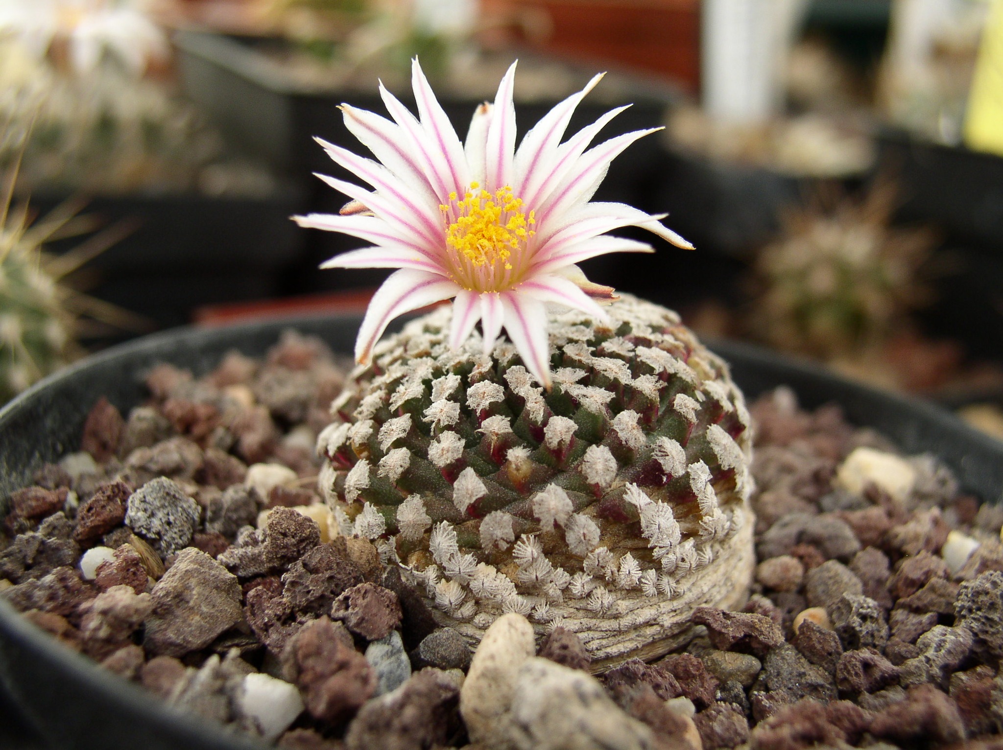 Turbinicarpus valdezianus, mature specimen Turbinicarpus valdezianus showing the dense white feathery pectinate spines that nearly obscure the small green body, photographed against a neutral background.