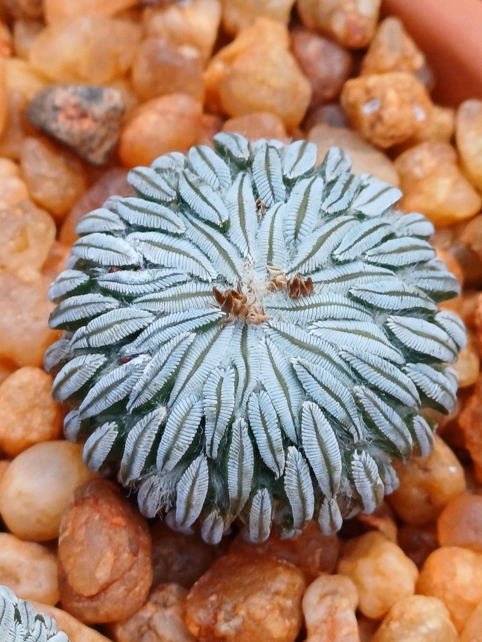 Pelecyphora aselliformis showing the larger body up to 7 cm diameter with dense grey-white pectinate spines and a magenta flower.