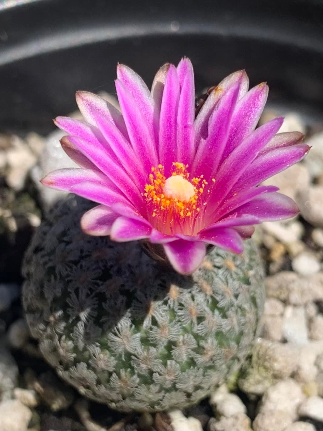 Turbinicarpus valdezianus showing the dense white feathery pectinate spine coat on a body 1-2 cm in diameter.