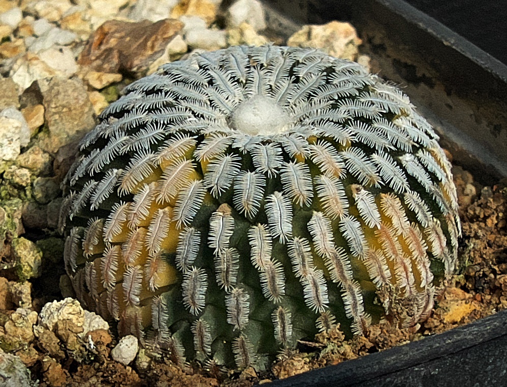 Turbinicarpus valdezianus pectinate spine detail