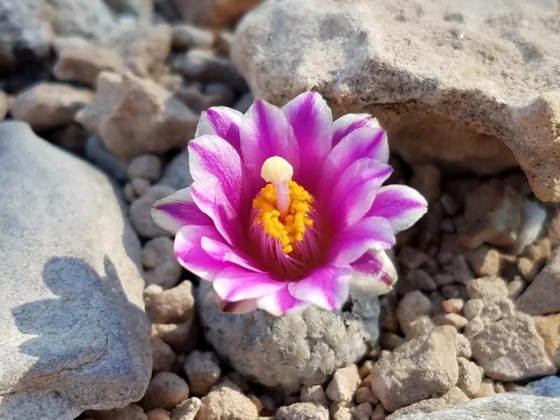 Turbinicarpus valdezianus