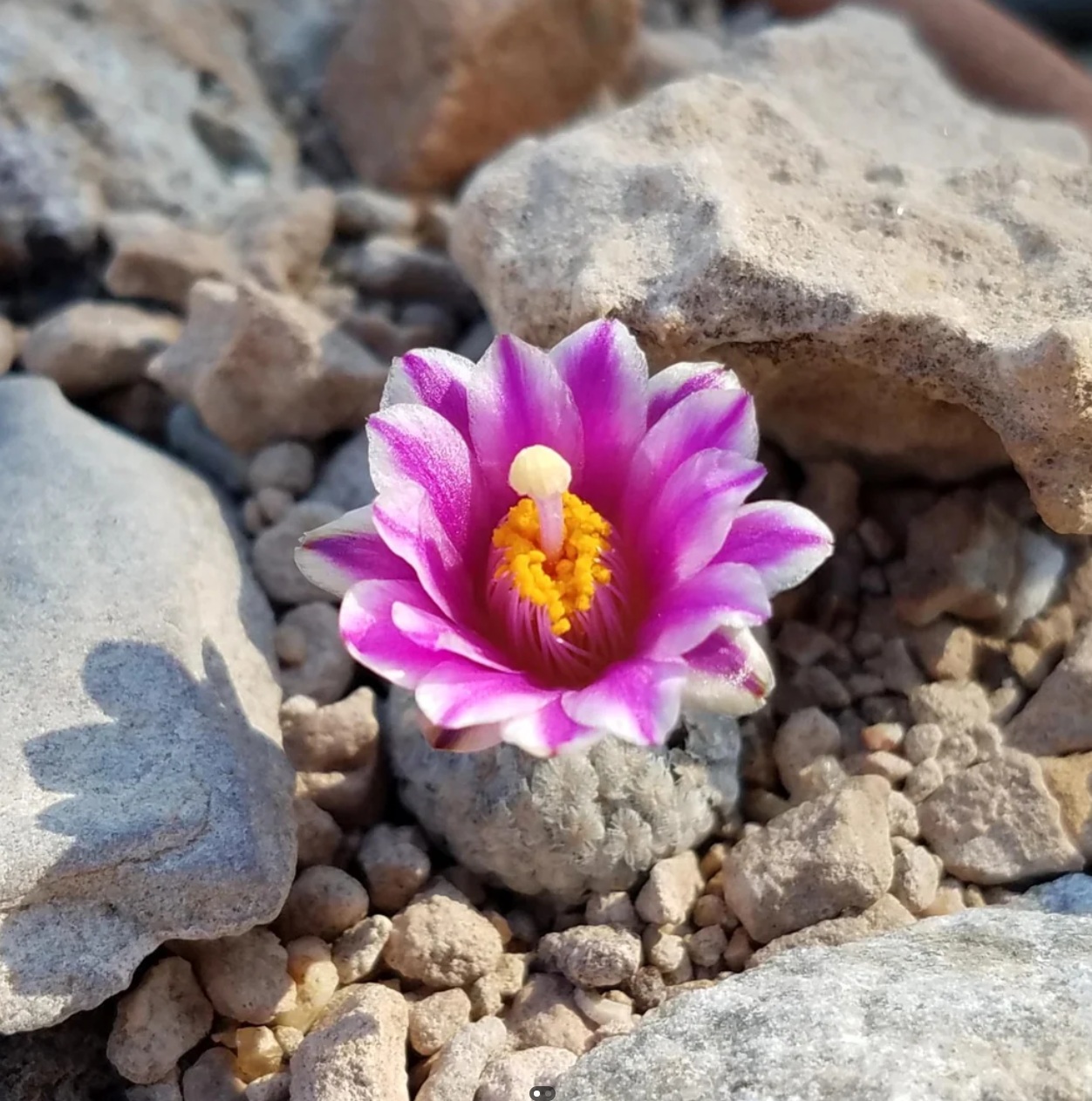 Turbinicarpus valdezianus