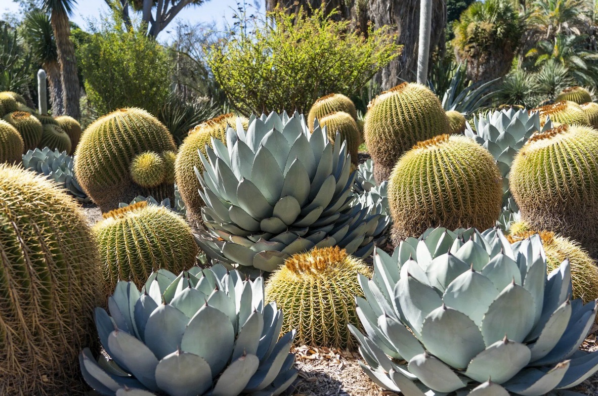 The Best Cactus and Succulent Collections to Visit in the United States
