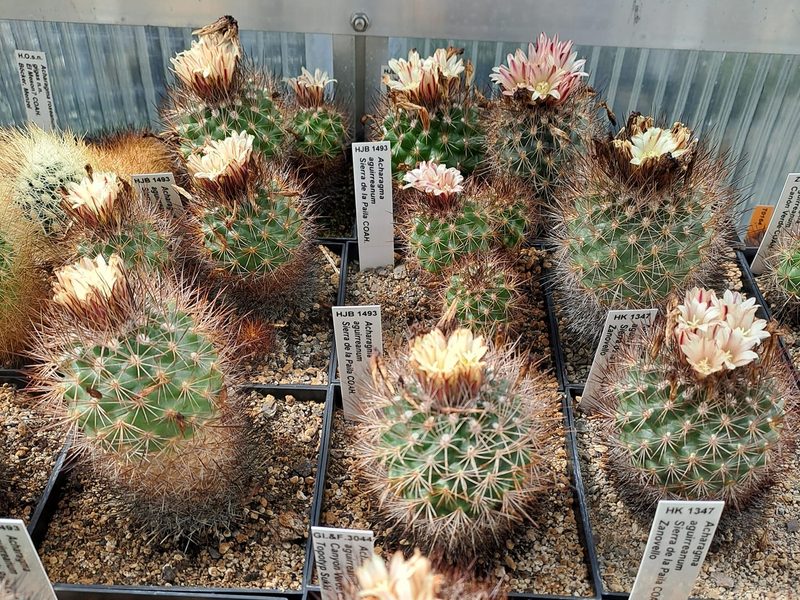 Acharagma aguirreanum