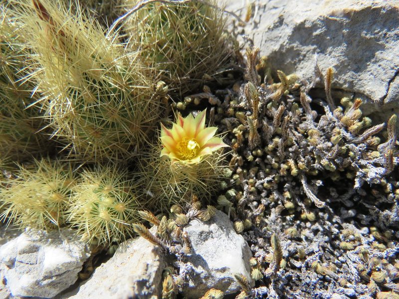 Acharagma galeanense