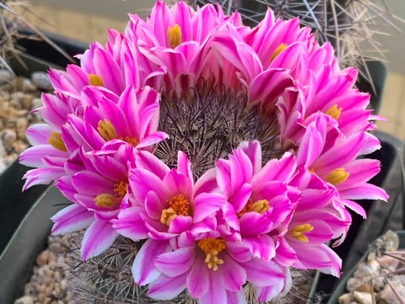 Cochemiea blossfeldiana