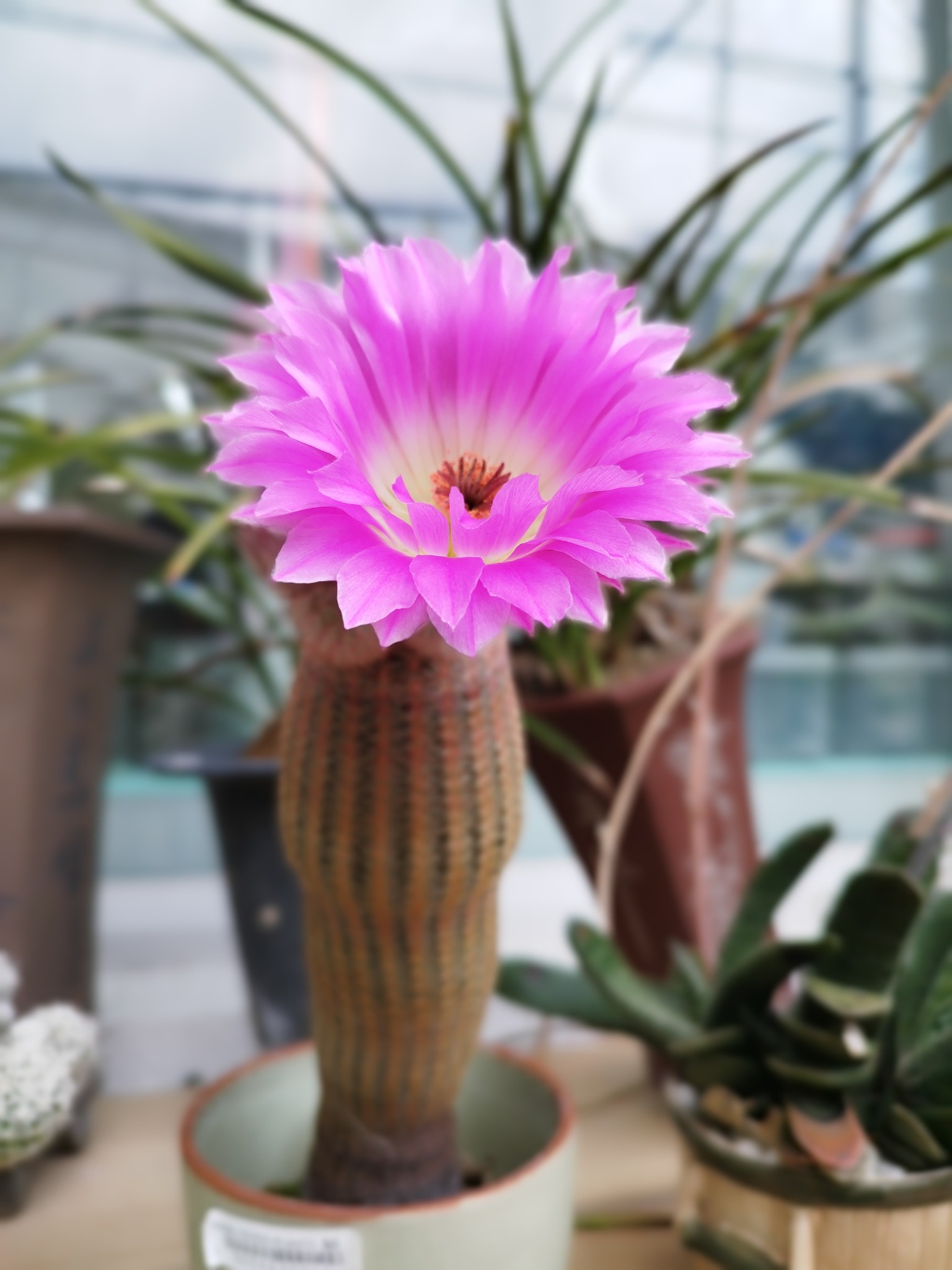 Cochemiea guelzowiana magenta flower exceeding body diameter Cochemiea guelzowiana in full flower showing the magenta campanulate-infundibuliform bloom up to 7 cm in diameter positioned alongside the globose body, demonstrating the iconic flower-to-body ratio that defines this Durango species among Mammillaria-allied cacti.